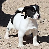 Trusty - Short Male Black, a male Jack Russell Terrier for sale in Apple Valley, CA – Photo 6 of 10