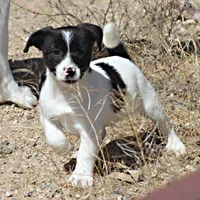 Trusty - Short Male Black, a male Jack Russell Terrier for sale in Apple Valley, CA – Photo 3 of 10