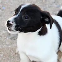 Trusty - Short Male Black, a male Jack Russell Terrier for sale in Apple Valley, CA – Photo 2 of 10