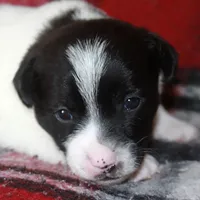 Trusty - Short Male Black, a male Jack Russell Terrier for sale in Apple Valley, CA – Photo 7 of 10