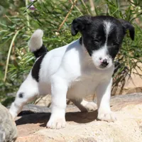 Trusty - Short Male Black, a male Jack Russell Terrier for sale in Apple Valley, CA – Photo 4 of 10