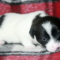 Trusty - Short Male Black, a male Jack Russell Terrier for sale in Apple Valley, CA – Photo 8 of 10
