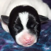 Trusty - Short Male Black, a male Jack Russell Terrier for sale in Apple Valley, CA – Photo 9 of 10