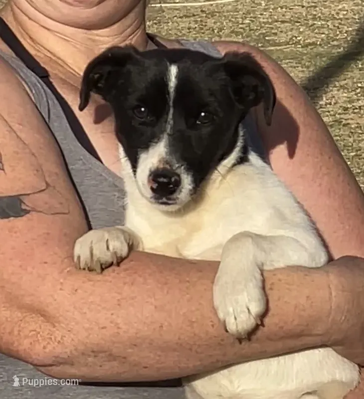 Trusty - Short Male Black