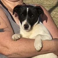 Trusty - Short Male Black, a male Jack Russell Terrier for sale in Apple Valley, CA – Photo 1 of 10