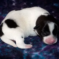 Trusty - Short Male Black, a male Jack Russell Terrier for sale in Apple Valley, CA – Photo 10 of 10