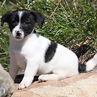 Trusty - Short Male Black, a male Jack Russell Terrier for sale in Apple Valley, CA – Photo 5 of 10