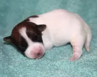 Myrtle - Short Male, a male Jack Russell Terrier for sale in Apple Valley, CA – Photo 4 of 6