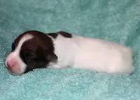 Myrtle - Short Male, a male Jack Russell Terrier for sale in Apple Valley, CA – Photo 5 of 6