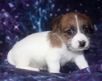 Myrtle - Short Male, a male Jack Russell Terrier for sale in Apple Valley, CA – Photo 2 of 6
