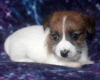 Myrtle - Short Male, a male Jack Russell Terrier for sale in Apple Valley, CA – Photo 3 of 6