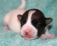 Myrtle - Short Male, a male Jack Russell Terrier for sale in Apple Valley, CA – Photo 6 of 6