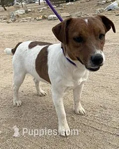 Cigar Smooth Coat, a male Jack Russell Terrier for sale in Apple Valley, CA – Photo 1 of 2