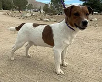 Cigar Smooth Coat, a male Jack Russell Terrier for sale in Apple Valley, CA – Photo 2 of 2