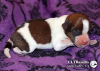 Denver - Smooth Coat, a male Jack Russell Terrier for sale in Apple Valley, CA – 3 of 3