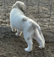 River AKC Champion Pedigree , a male Great Pyrenees for sale in Apple Valley, CA – 9 of 10