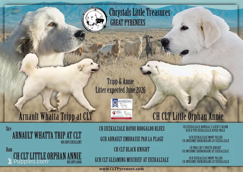 AKC Champion bloodline – Great Pyrenees puppy for sale in Apple Valley, CA