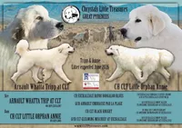 AKC Champion bloodline, a male Great Pyrenees for sale in Apple Valley, CA – 1 of 8