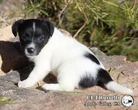 Festive (Octoberfest Theme), a female Jack Russell Terrier for sale in Apple Valley, CA – Photo 5 of 5