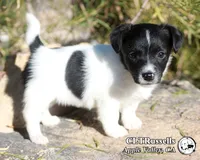 Festive (Octoberfest Theme), a female Jack Russell Terrier for sale in Apple Valley, CA – Photo 2 of 5