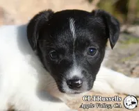 Festive (Octoberfest Theme), a female Jack Russell Terrier for sale in Apple Valley, CA – Photo 3 of 5
