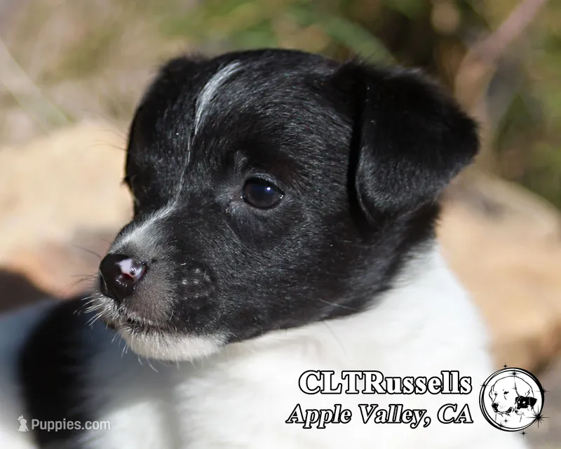 Festive (Octoberfest Theme)