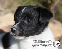 Festive (Octoberfest Theme), a female Jack Russell Terrier for sale in Apple Valley, CA – Photo 1 of 5
