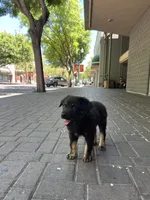 Moo, a female Australian Shepherd for sale in Atwater, CA – 2 of 2
