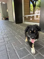 Panda, a male Australian Shepherd for sale in Turlock, CA – 2 of 3