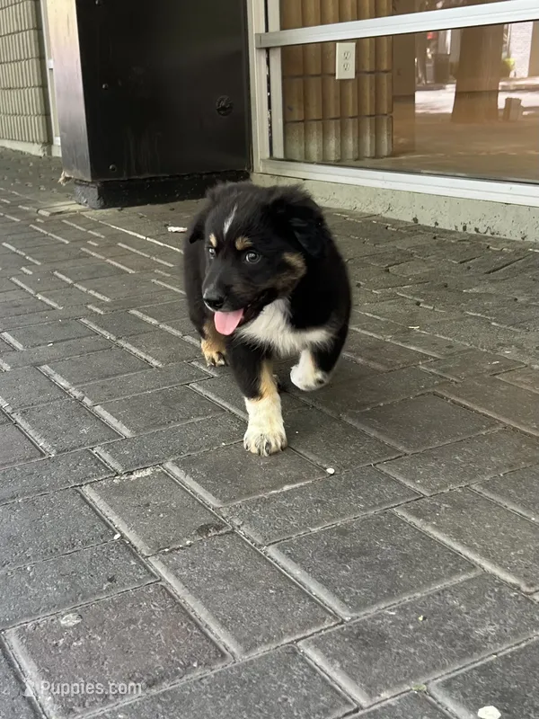 Panda – Australian Shepherd puppy for sale in Turlock, CA