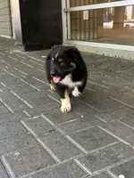 Panda, a male Australian Shepherd for sale in Turlock, CA – 1 of 3