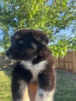 Panda, a male Australian Shepherd for sale in Atwater, CA – 1 of 2