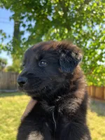 Moo, a female Australian Shepherd for sale in Atwater, CA – 1 of 2