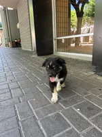 Panda, a male Australian Shepherd for sale in Atwater, CA – 2 of 2