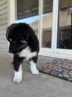 Panda, a male Australian Shepherd for sale in Turlock, CA – 3 of 3