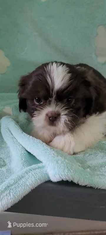 Peanut AKC – Shih Tzu puppy for sale in Traverse City, MI