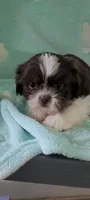 Peanut AKC, a male Shih Tzu for sale in Traverse City, MI – 1 of 5