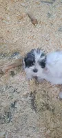 Schnoodle girl, a female Miniature Schnauzer and Poodle - Miniature  for sale in Traverse City, MI – 2 of 4