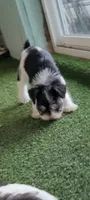 Molly, a female Miniature Schnauzer for sale in Traverse City, MI – 7 of 7