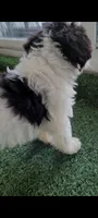 Bert AKC, a male Miniature Schnauzer for sale in Traverse City, MI – 6 of 6