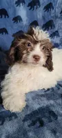 Coco, a female Shihpoo and Shih Tzu for sale in Traverse City, MI – 3 of 5