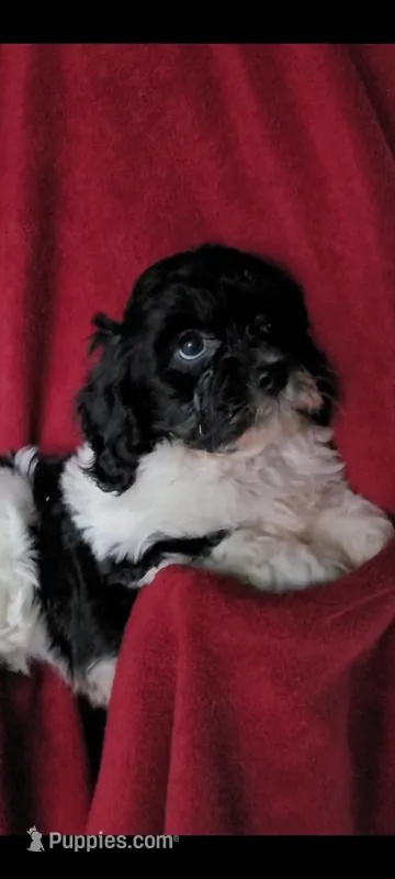 Bobby – Cavalier King Charles Spaniel, Poodle - Miniature  puppy for sale in Traverse City, MI