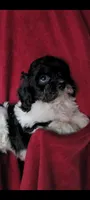 Bobby, a male Cavalier King Charles Spaniel and Poodle - Miniature  for sale in Traverse City, MI – 1 of 7