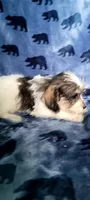 Molly aka Schnoodle girl, a female Miniature Schnauzer and Poodle - Miniature  for sale in Traverse City, MI – 4 of 10