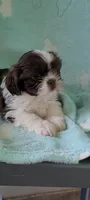 Peanut AKC, a male Shih Tzu for sale in Traverse City, MI – 4 of 5