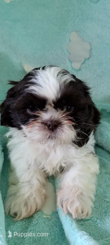 Pecan AKC – Shih Tzu puppy for sale in Traverse City, MI