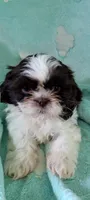 Pecan, a male Shih Tzu for sale in Traverse City, MI – 4 of 4