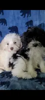 Lily, a female Miniature Schnauzer and Schnoodle for sale in Traverse City, MI – 3 of 5