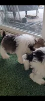 Pookey AKC, a male Miniature Schnauzer for sale in Traverse City, MI – 3 of 6