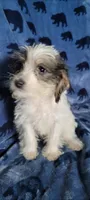 Molly aka Schnoodle girl, a female Miniature Schnauzer and Poodle - Miniature  for sale in Traverse City, MI – 8 of 10